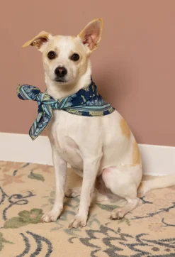 Pet Bandana