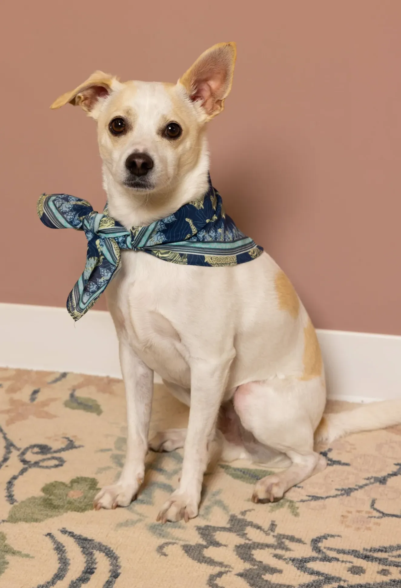 Pet Bandana